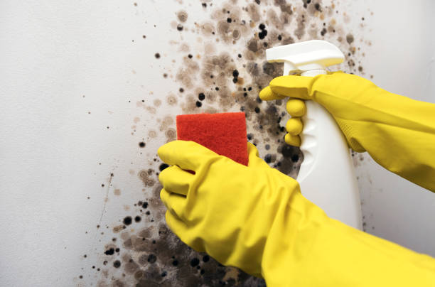 Best Attic Mold Remediation in Caney, KS