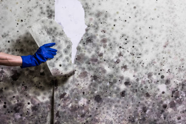Best Post-Remediation Services in Caney, KS